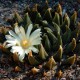 Ariocarpus trigonus elongatus