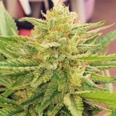 CBDivine feminised GanjaLiveSeeds