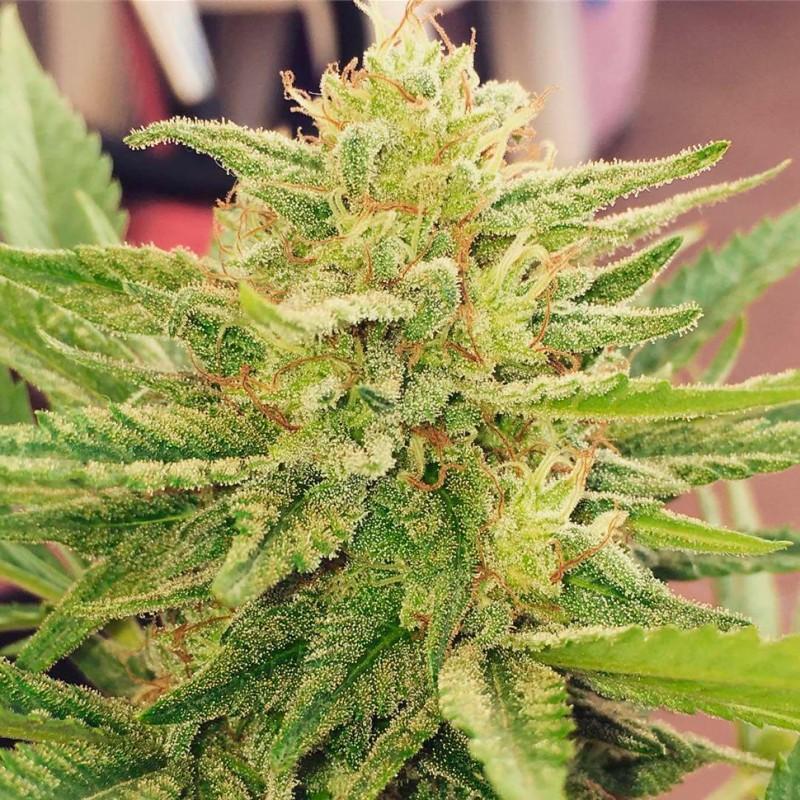 CBDivine feminised GanjaLiveSeeds
