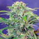 Mandarine feminised Ganja Seeds - 7 насінин