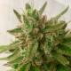 Mandarine feminised Ganja Seeds - 7 насінин