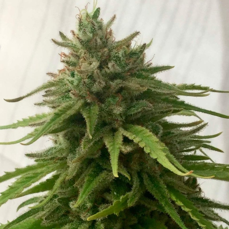 Mandarine feminised Ganja Seeds - 7 насінин