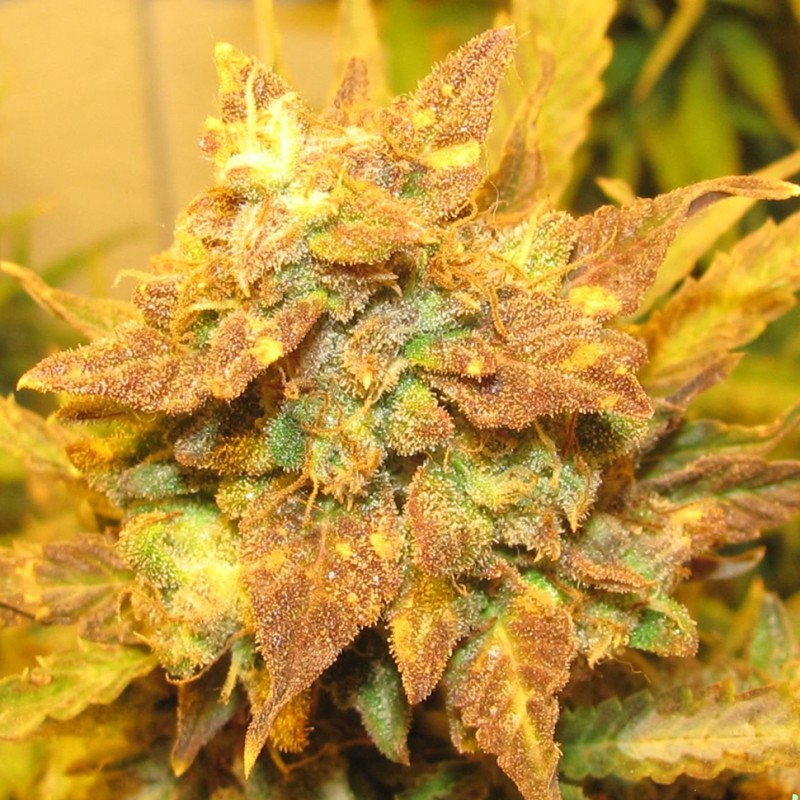 Auto Big Devil #2 feminised Ganja Seeds - 2 насінини