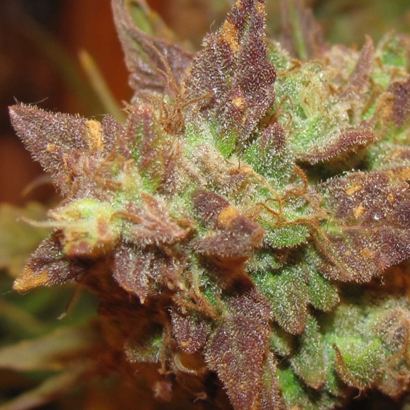 Auto Big Devil #2 feminised Ganja Seeds - 2 насінини