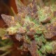 Auto Big Devil #2 feminised Ganja Seeds - 2 насінини
