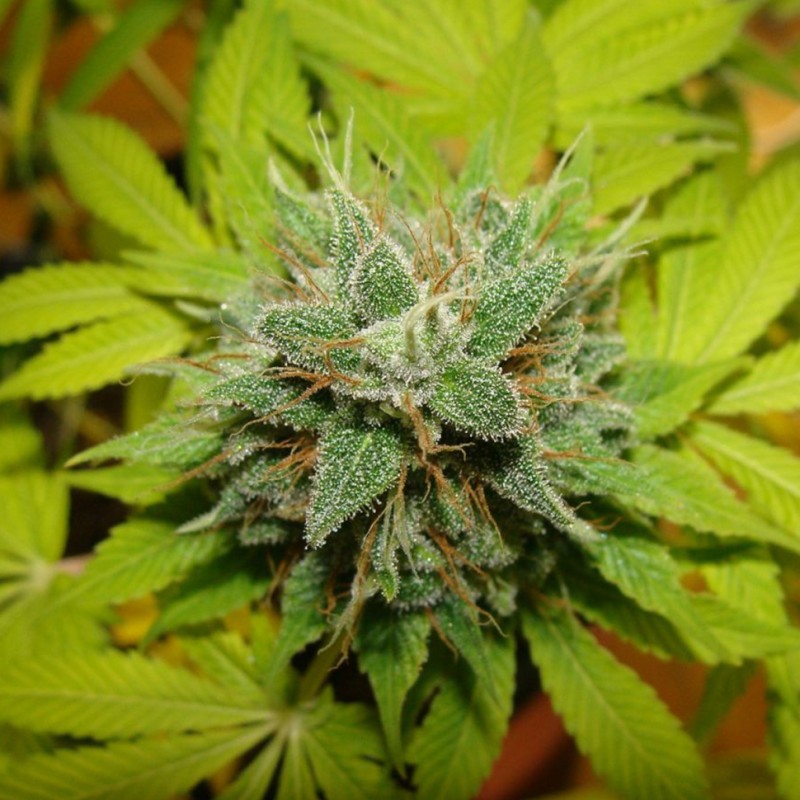 Auto Super Mazar feminised Ganja Seeds