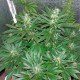 Auto White Widow feminised GanjaLiveSeeds