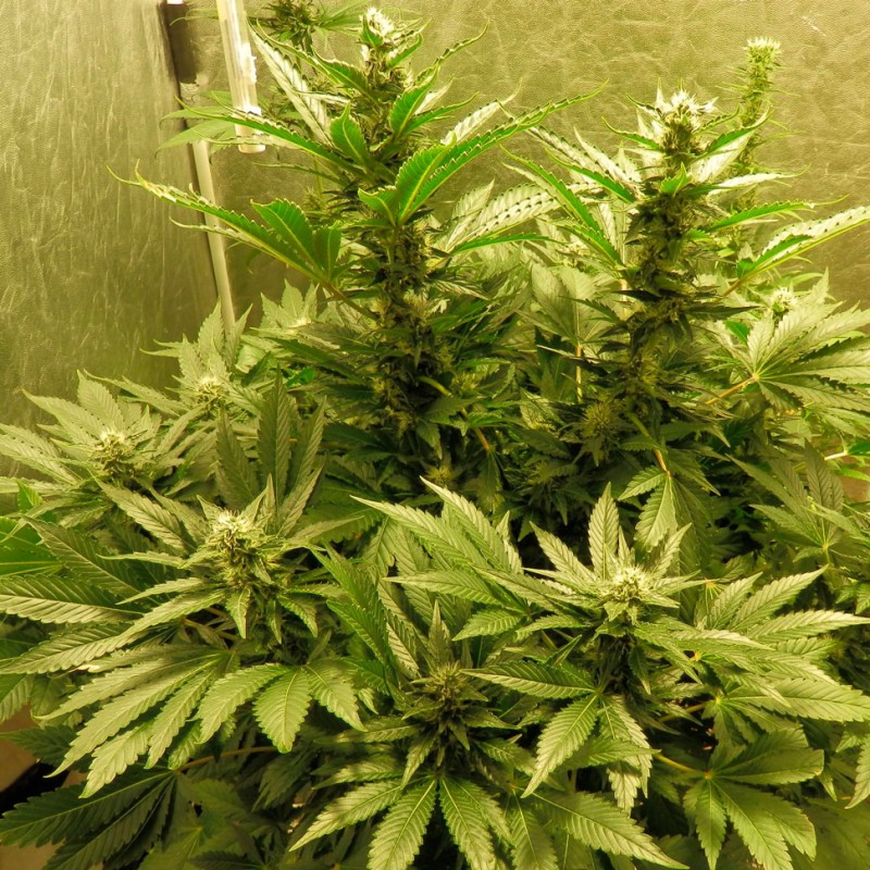 Auto White Widow feminised GanjaLiveSeeds