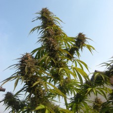 Auto White Widow feminised GanjaLiveSeeds