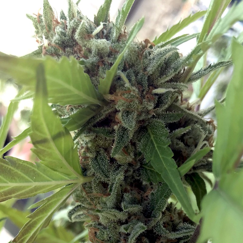 Auto Girl Scout Cookies feminised GanjaLiveSeeds