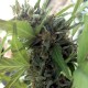 Auto Girl Scout Cookies feminised GanjaLiveSeeds