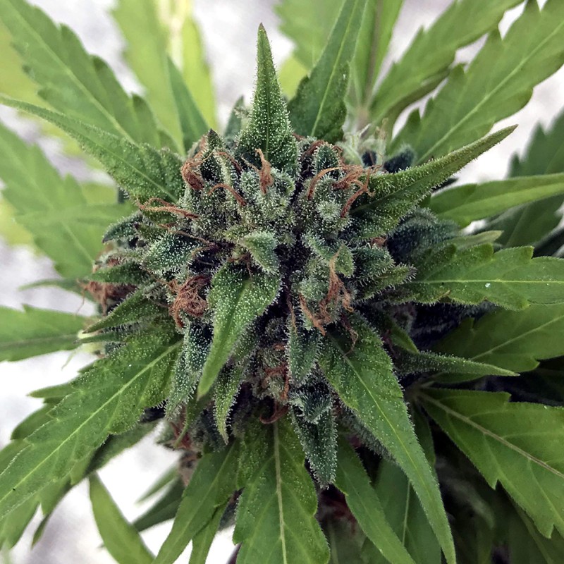Auto Girl Scout Cookies feminised GanjaLiveSeeds