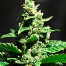 Auto Fast Bud #2 feminised GanjaLiveSeeds