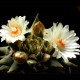 Ariocarpus MIX