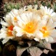 Ariocarpus MIX