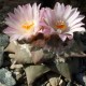 Ariocarpus MIX