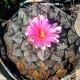 Ariocarpus MIX