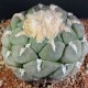 Ariocarpus MIX