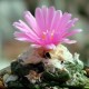 Ariocarpus MIX