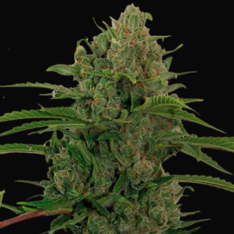 Auto Critical Kush feminised Ganja Seeds - 2 насінини
