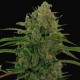 Auto Critical Kush feminised Ganja Seeds - 2 насінини