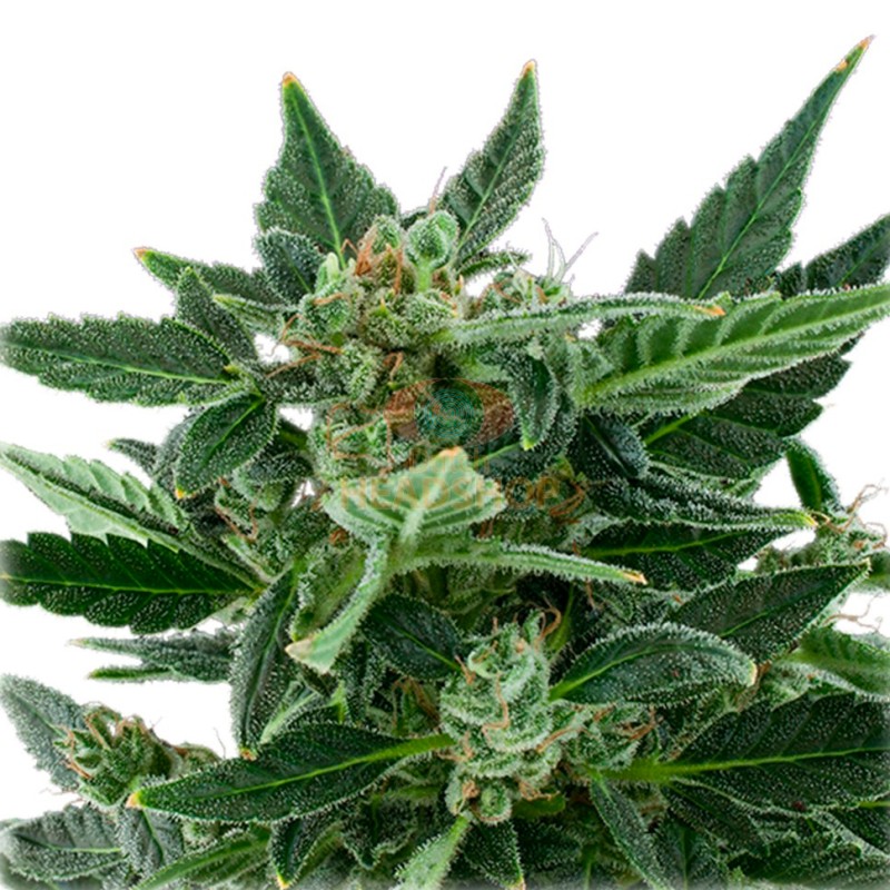 Auto Royal Kush feminised Ganja Seeds - 2 насінини