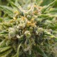 Mango Haze CBD feminised Ganja Seeds