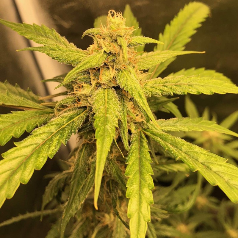 Auto Black Jack feminised Ganja Seeds - 477 насінин