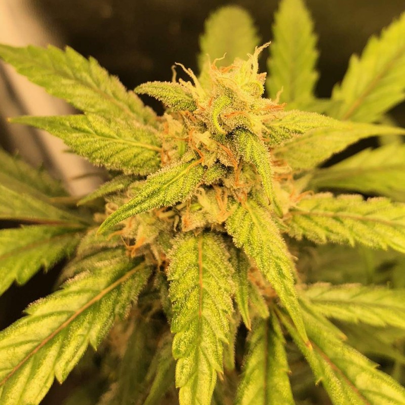 Auto Black Jack feminised Ganja Seeds - 477 насінин
