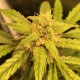 Auto Black Jack feminised Ganja Seeds - 477 насінин
