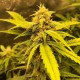 Auto Black Jack feminised Ganja Seeds - 477 насінин