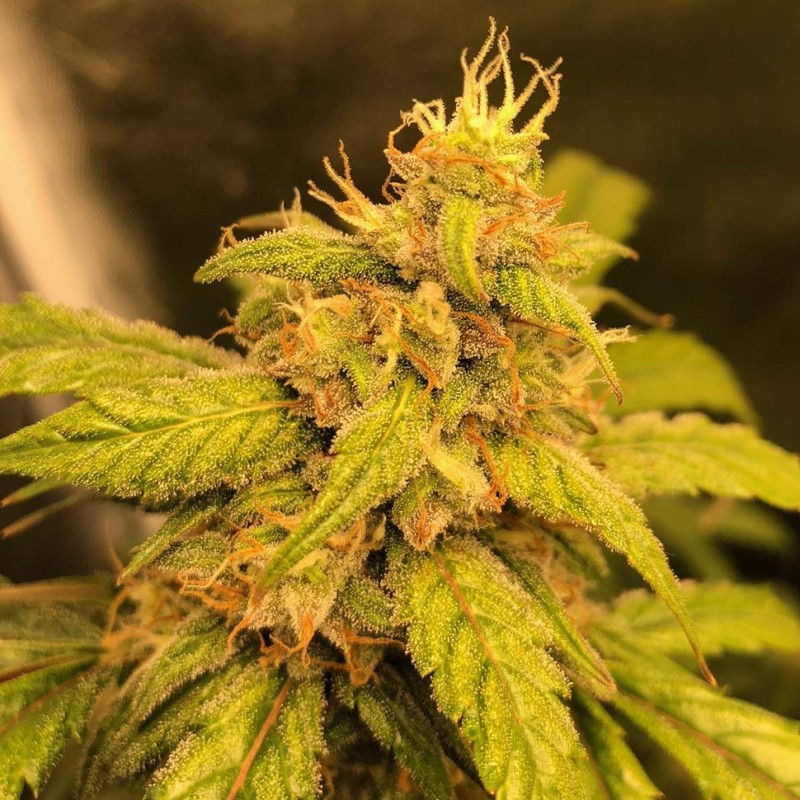 Auto Black Jack feminised Ganja Seeds - 477 насінин