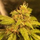 Auto Black Jack feminised Ganja Seeds - 477 насінин