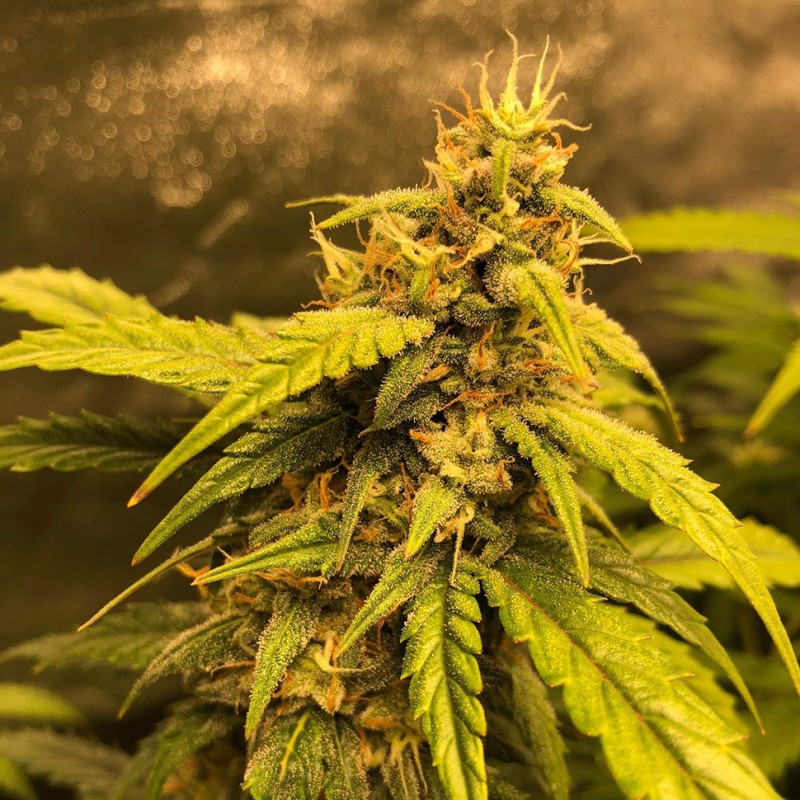Auto Black Jack feminised Ganja Seeds - 477 насінин