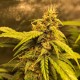 Auto Black Jack feminised Ganja Seeds - 477 насінин