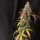 Auto Black Jack feminised Ganja Seeds - 477 насінин