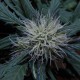Auto Black Jack feminised Ganja Seeds - 477 насінин
