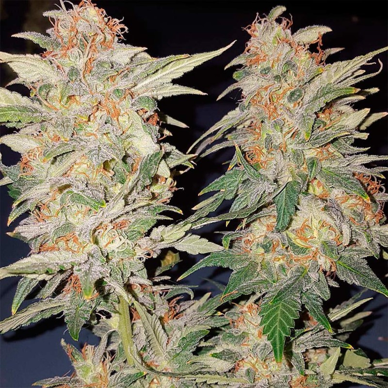 Yolka (Spruce) feminised Ganja Seeds - 2 насінини