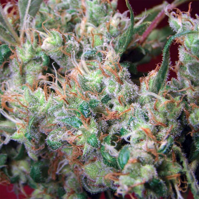2046 feminised Ganja Seeds