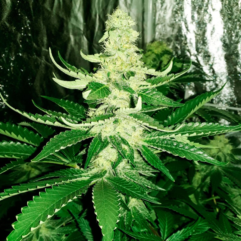 Auto AK feminised Ganja Seeds - 7 насінин