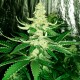 Auto AK feminised Ganja Seeds - 7 насінин
