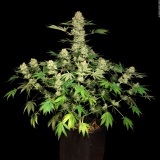 Auto AK feminised Ganja Seeds