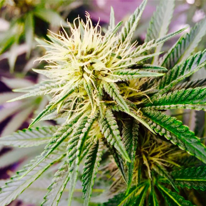 Auto AK feminised Ganja Seeds - 7 насінин