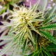 Auto AK feminised Ganja Seeds - 7 насінин