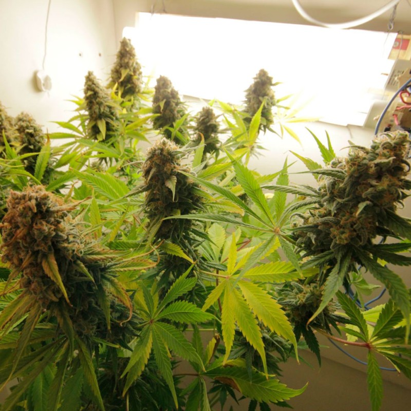 Auto AK feminised Ganja Seeds - 7 насінин