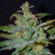 Auto AK feminised Ganja Seeds - 7 насінин