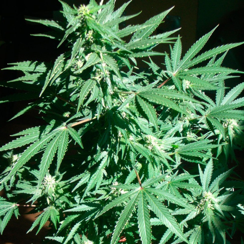 Auto AK feminised Ganja Seeds - 7 насінин