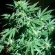 Auto AK feminised Ganja Seeds - 7 насінин
