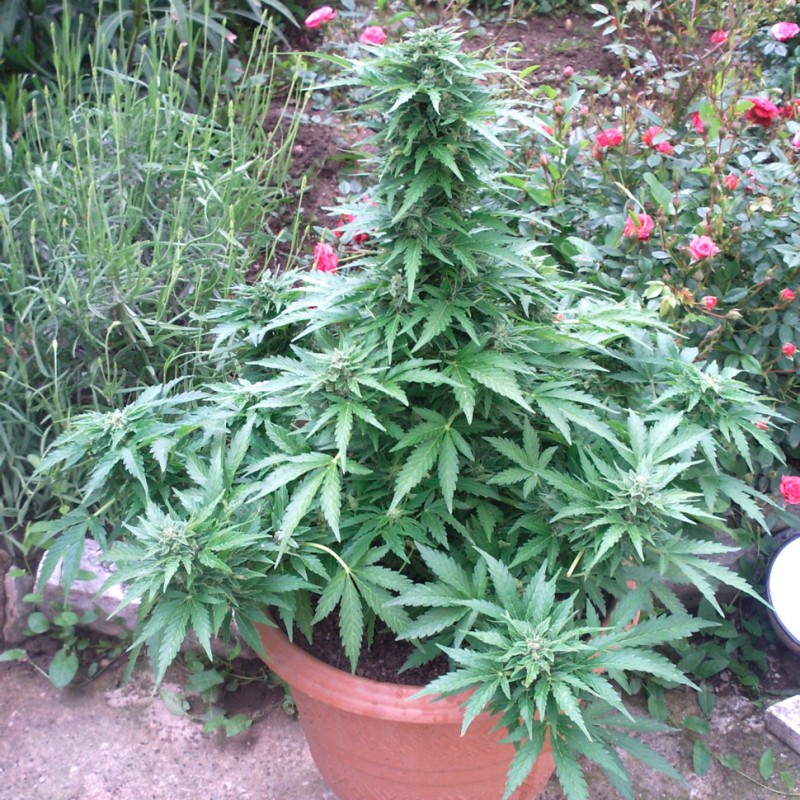 Auto AK feminised Ganja Seeds - 7 насінин