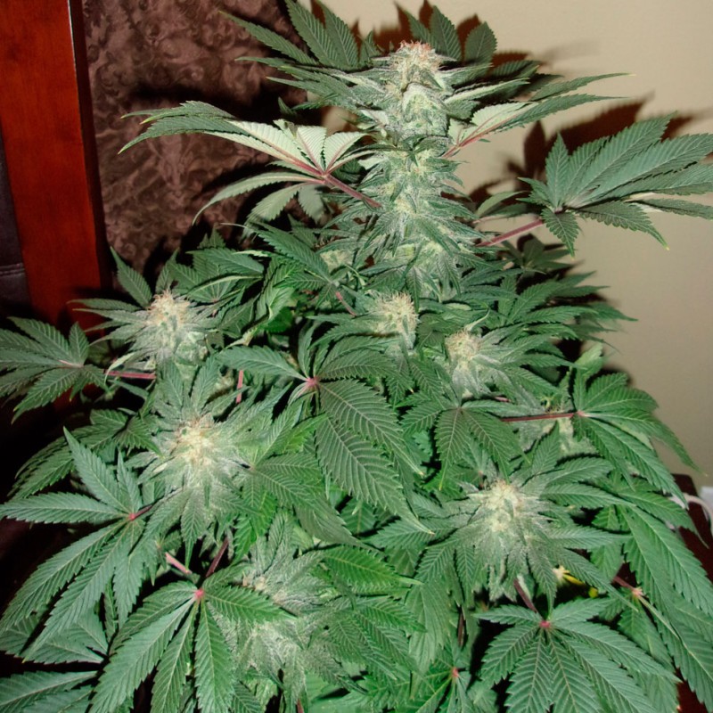 Auto AK feminised Ganja Seeds - 7 насінин